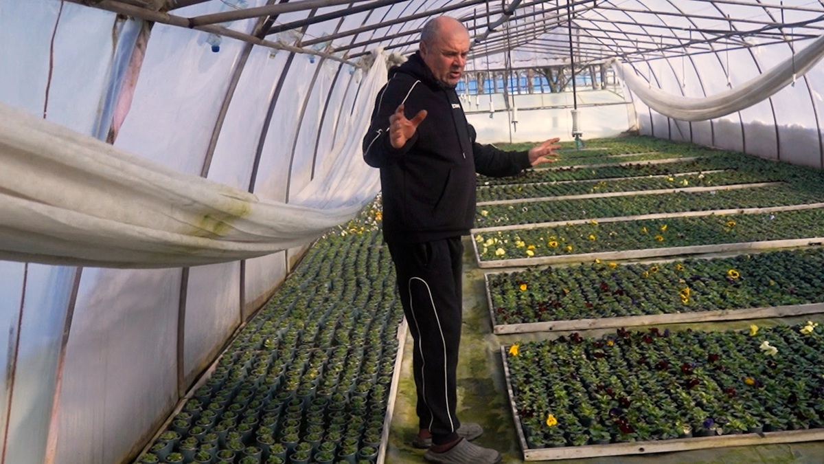 Відновив бізнес після фронту: ветеран Іван Данилюк вирощує десятки сортів квітів у теплиці