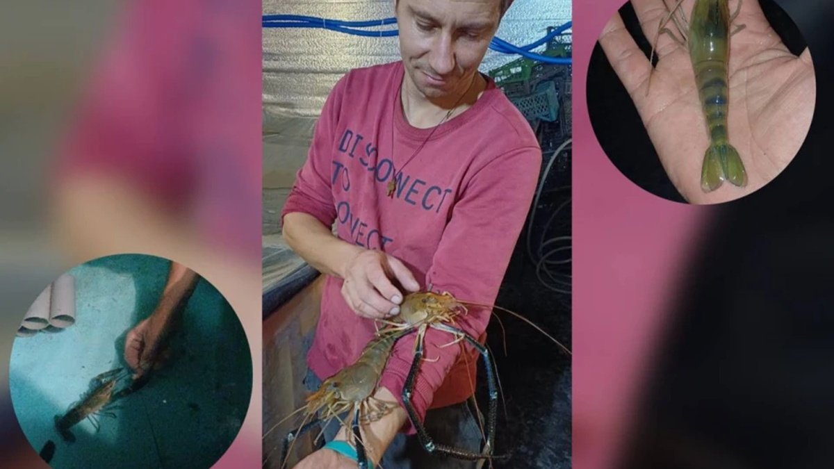 Від фронту – до вирощування креветок: Сергій Савченко розвиває акваферму на Київщині