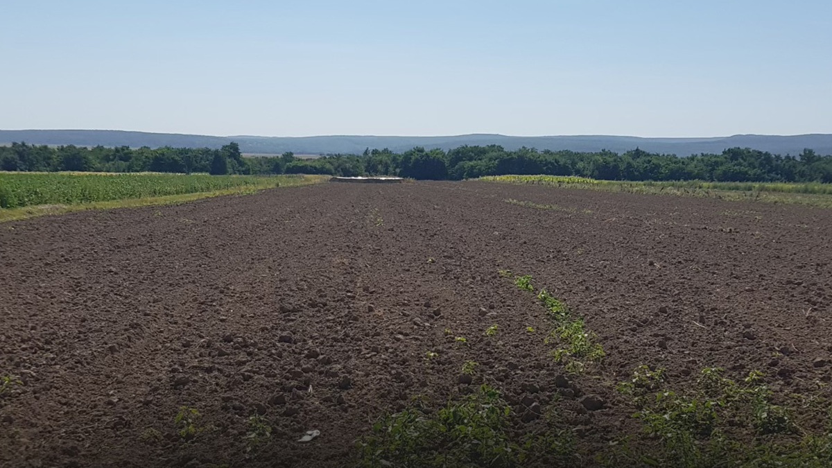 Ветеран, фермер та студент у 41 рік: Володимир Бобик заснував полуничну плантацію на кошти гранту