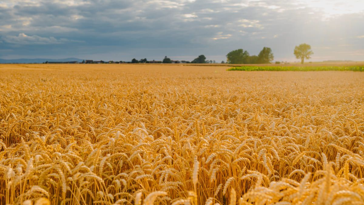 Ветерани можуть пройти безкоштовний онлайн-курс з управління агробізнесом – подробиці