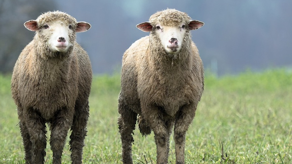Місія  - відродити вівчарство в Карпатах: ветеран Тарас Маркевич заснував ферму після поранення