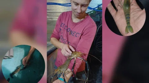 Від фронту – до вирощування креветок: Сергій Савченко розвиває акваферму на Київщині