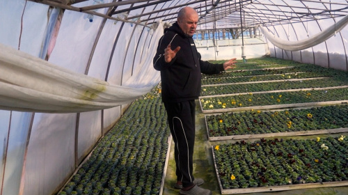 Відновив бізнес після фронту: ветеран Іван Данилюк вирощує десятки сортів квітів у теплиці