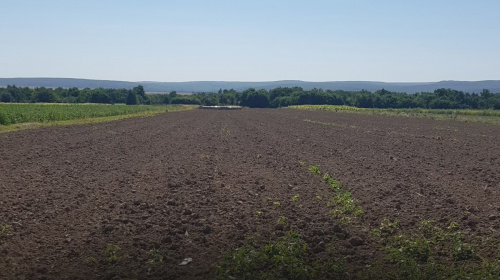 Ветеран, фермер та студент у 41 рік: Володимир Бобик заснував полуничну плантацію на кошти гранту