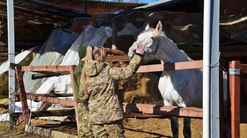 Іпотерапія для ветеранів та військових: як записатися на безкоштовні заняття у Львові