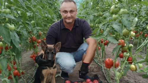 Екологічні овочі, зелень та ягоди: ветеран Ігор Глиняний заснував інноваційний бізнес на кошти гранту
